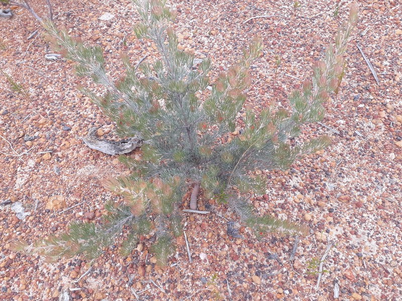 Adenanthos oreophilus photo 8