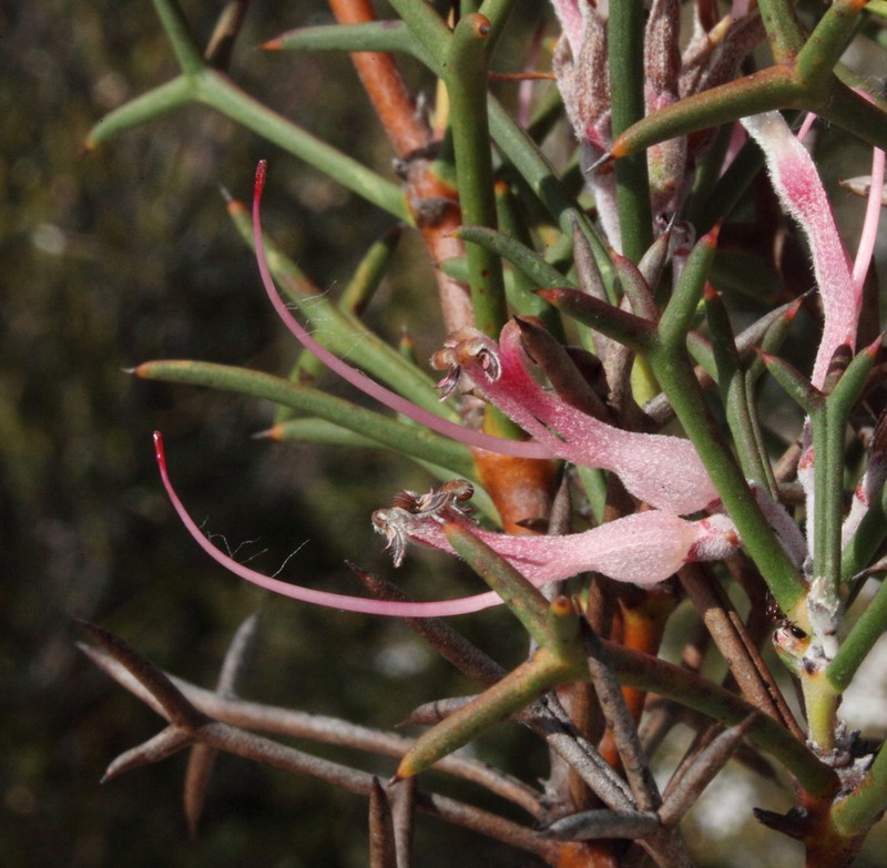 Adenanthos pungens photo 2