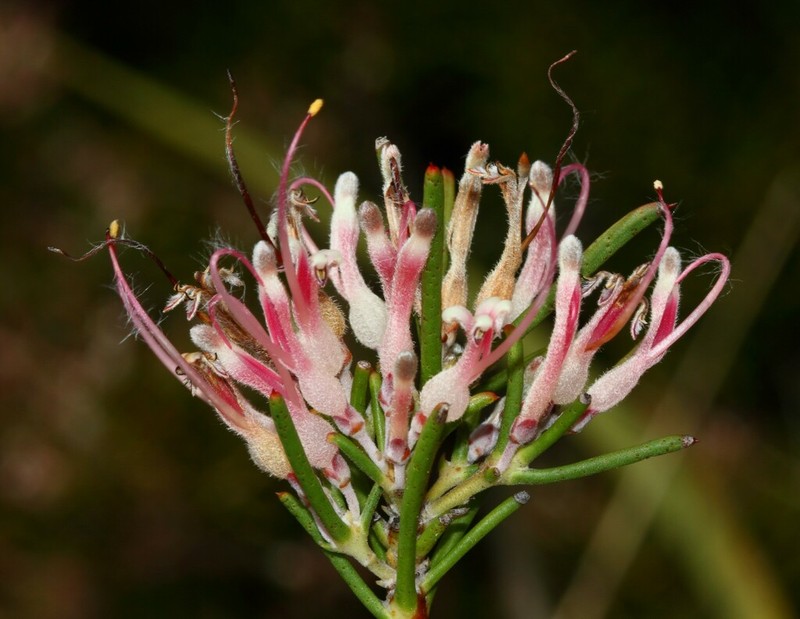 Adenanthos pungens photo 3