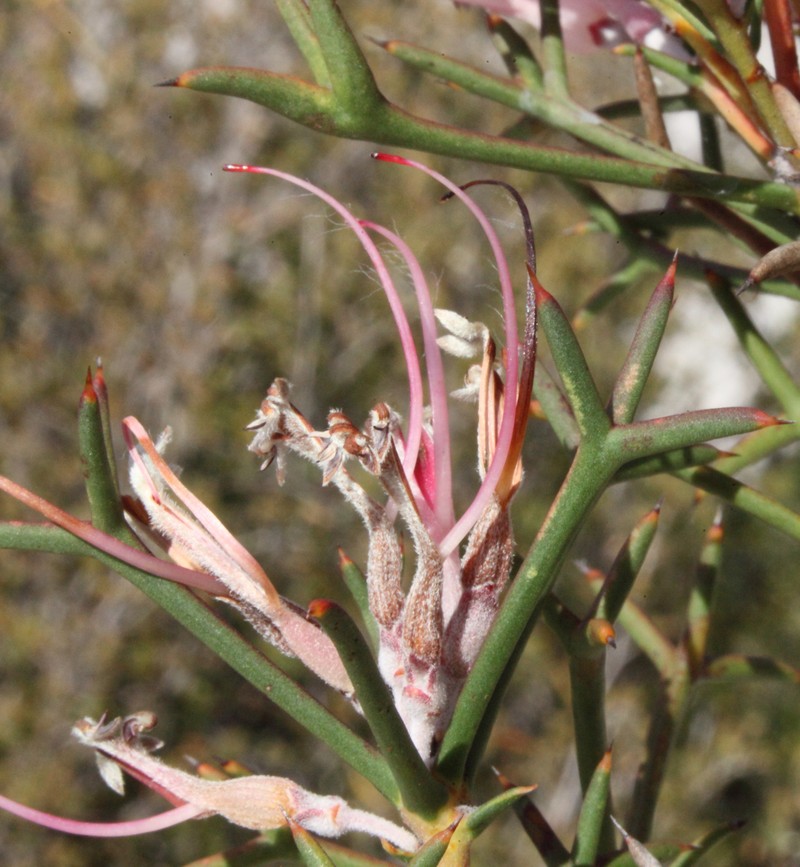Adenanthos pungens photo 4