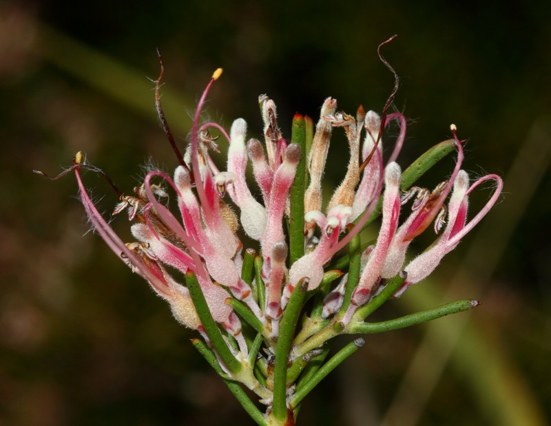 Adenanthos pungens photo 5
