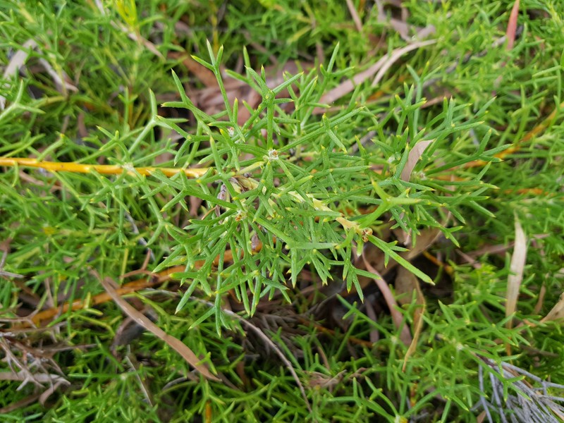 Adenanthos pungens