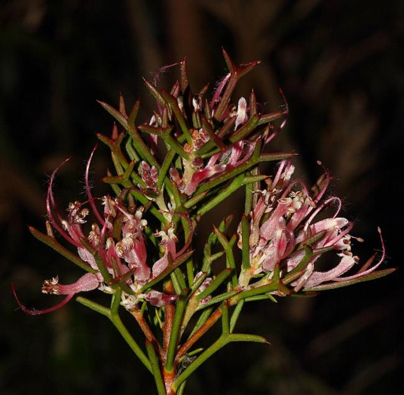Adenanthos pungens photo 6