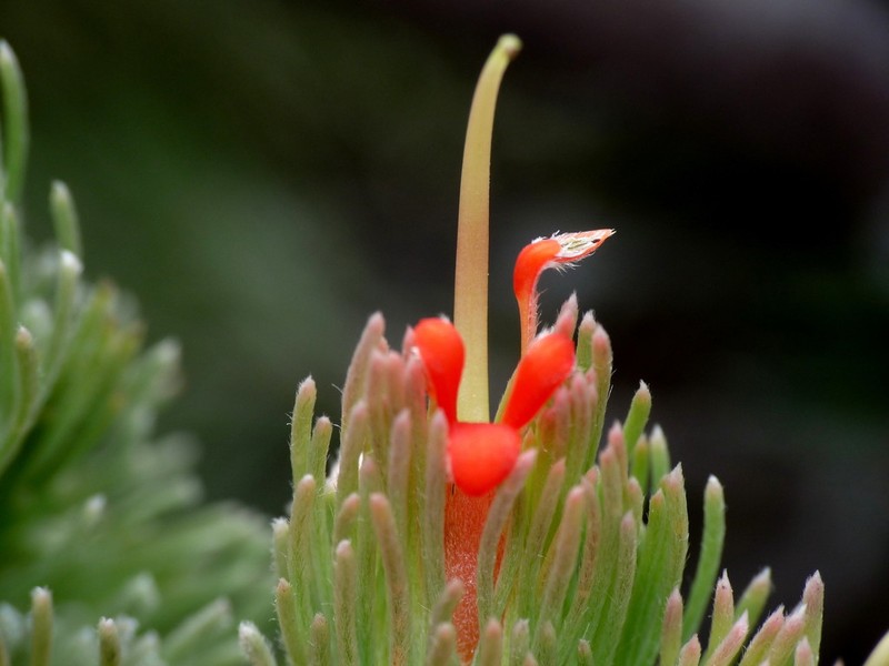 Adenanthos sericeus photo 2