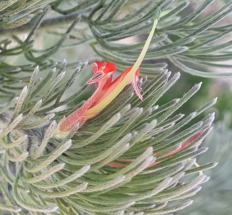 Adenanthos sericeus photo 3