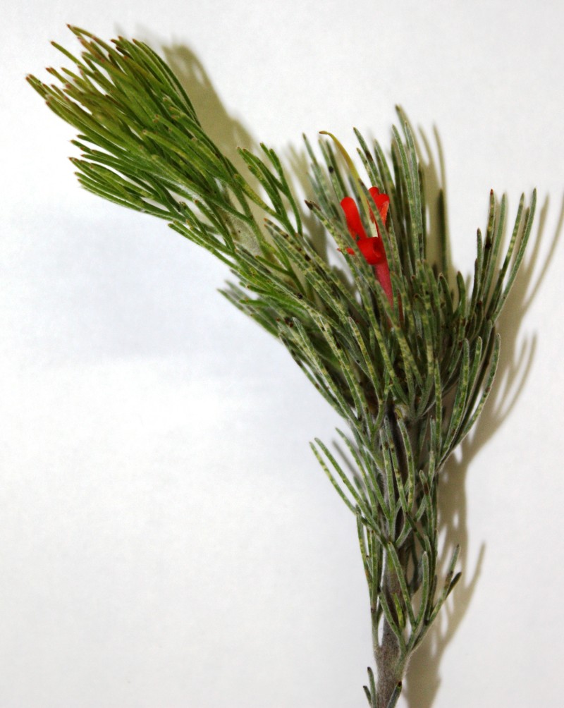 Adenanthos sericeus photo 4
