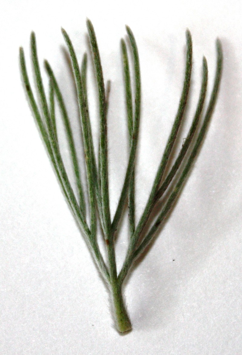 Adenanthos sericeus photo 5