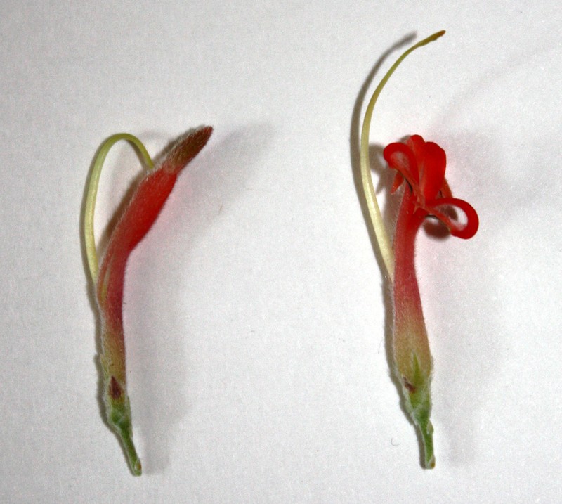 Adenanthos sericeus photo 6