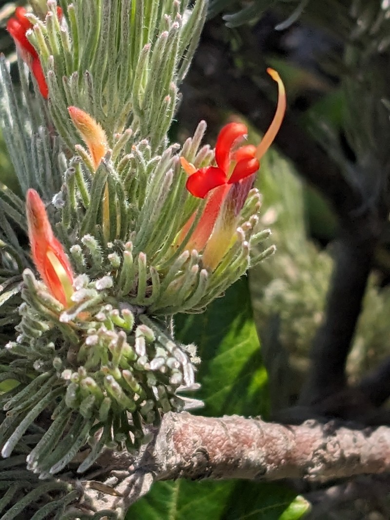 Adenanthos sericeus photo 8