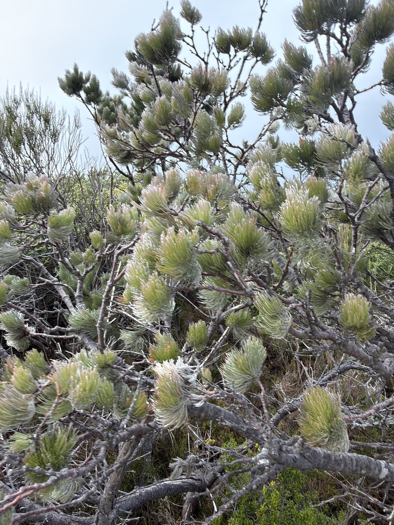 Adenanthos sericeus subsp. sericeus