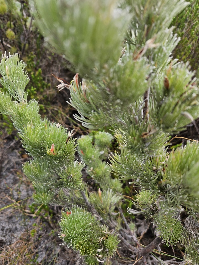 Adenanthos sericeus subsp. sericeus photo 2