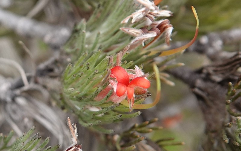 Adenanthos sericeus subsp. sericeus photo 3