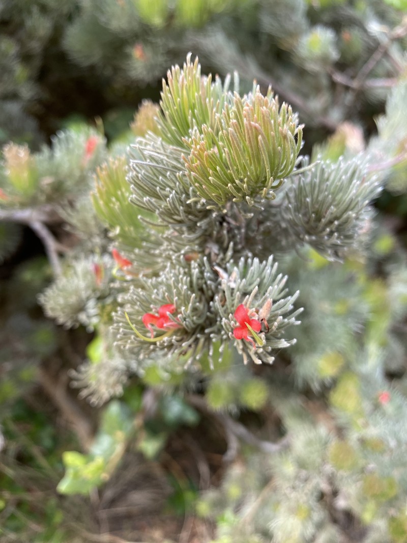 Adenanthos sericeus subsp. sericeus photo 4