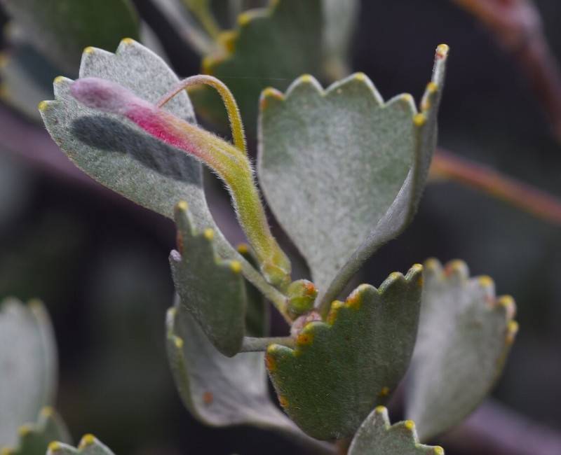 Adenanthos strictus