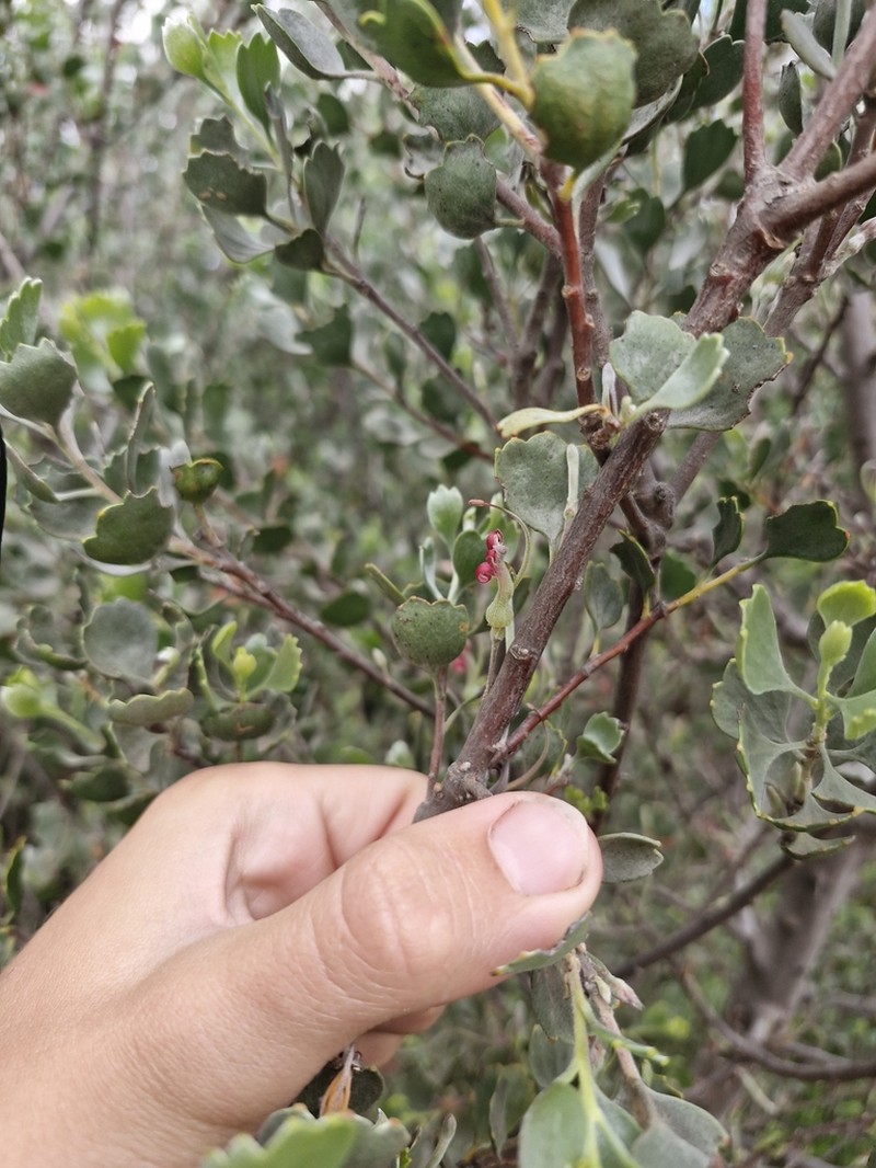 Adenanthos strictus photo 2