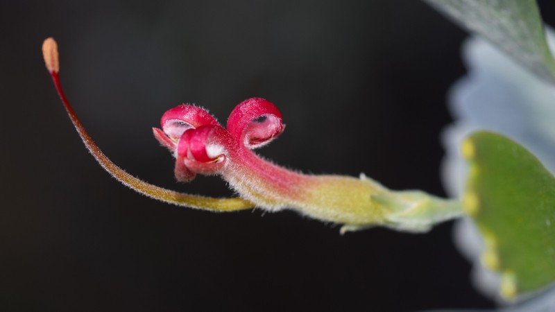 Adenanthos strictus photo 3