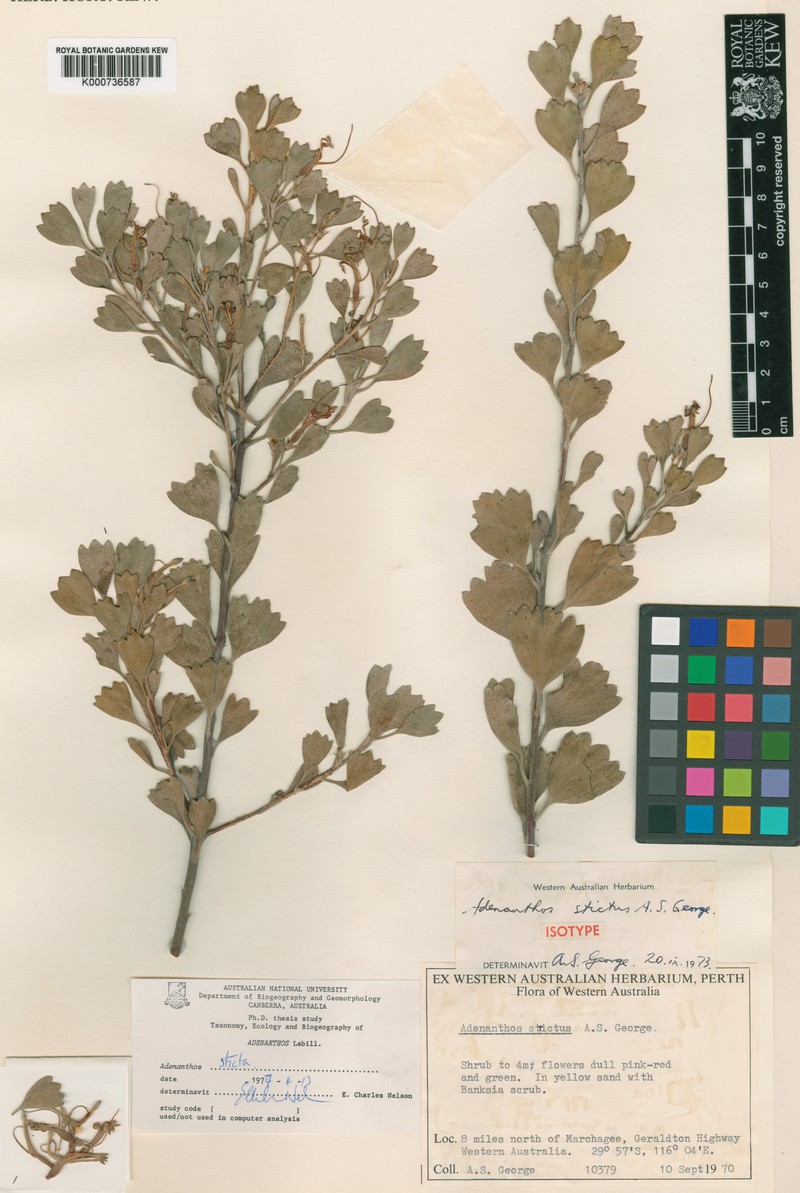 Adenanthos strictus photo 4