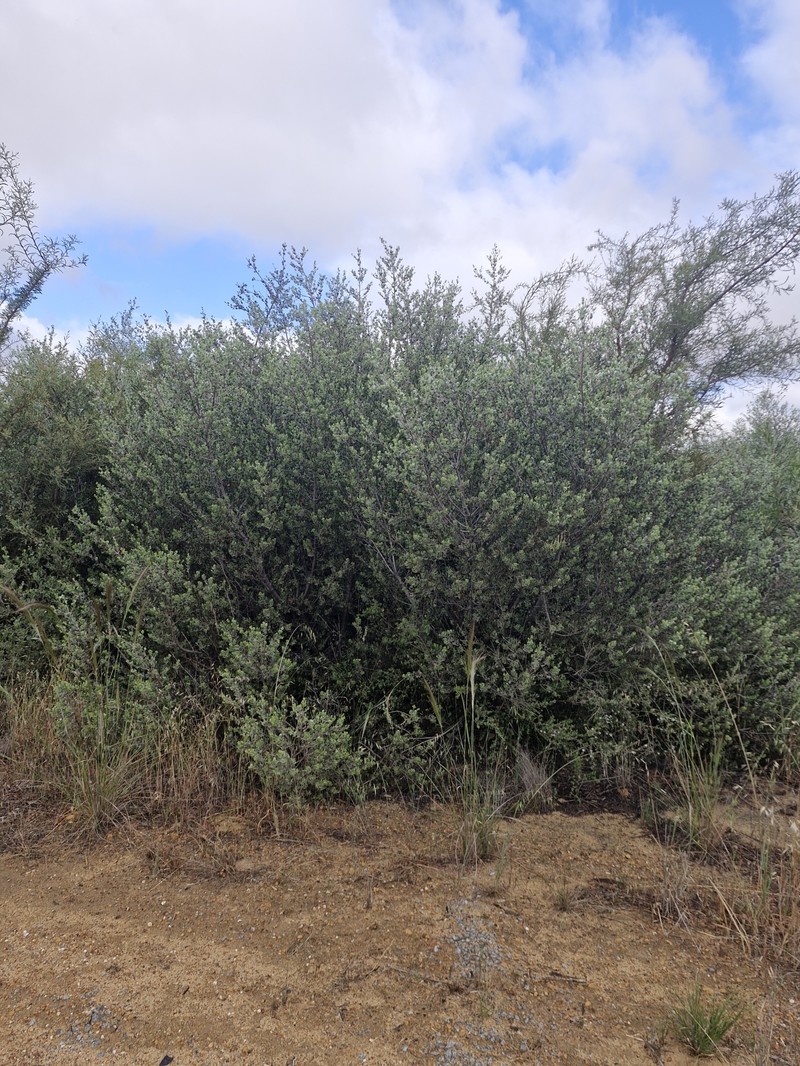 Adenanthos strictus photo 5