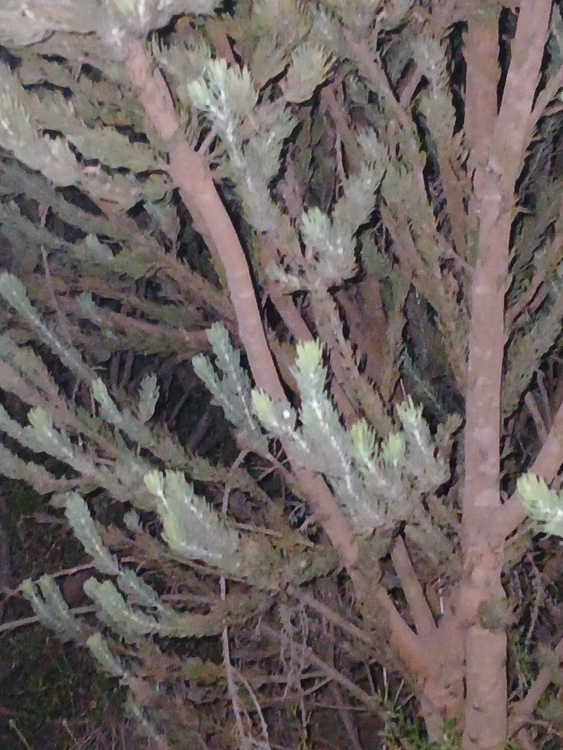 Adenanthos teges