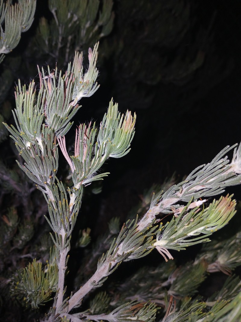 Adenanthos teges photo 2