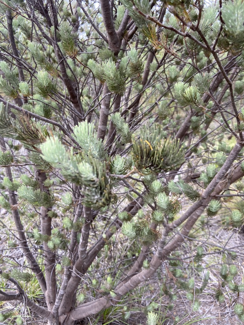 Adenanthos teges photo 3
