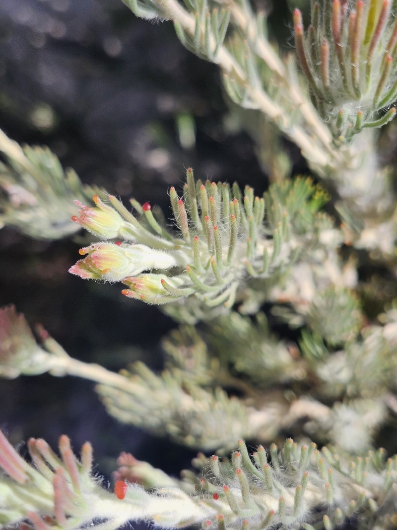 Adenanthos teges photo 4