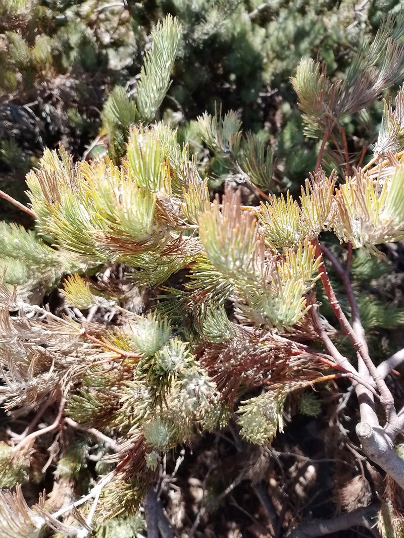 Adenanthos teges photo 8