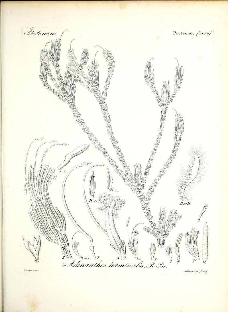 Adenanthos terminalis
