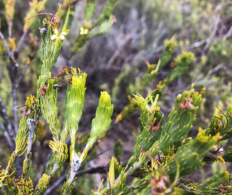 Adenanthos terminalis photo 2