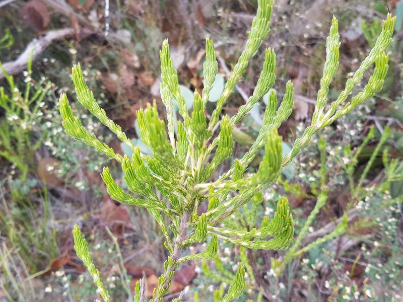 Adenanthos terminalis photo 3