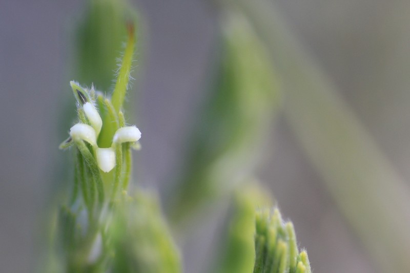 Adenanthos terminalis photo 4