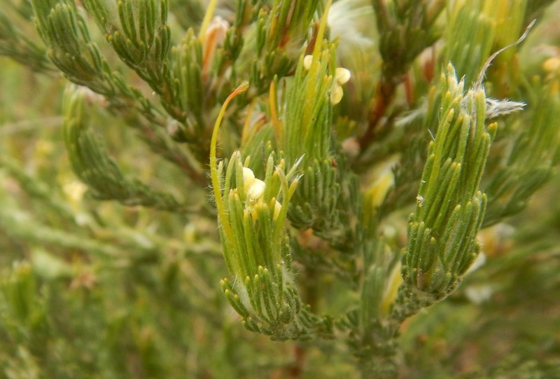 Adenanthos terminalis photo 5