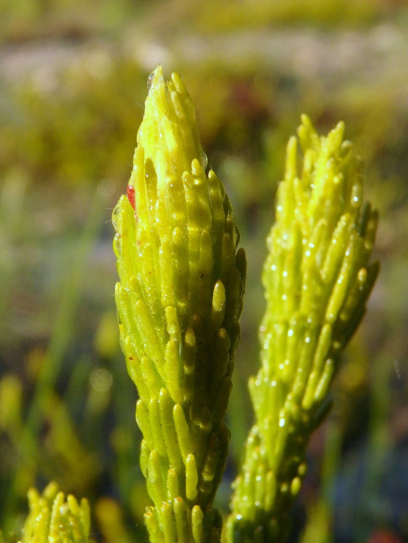 Adenanthos terminalis photo 6
