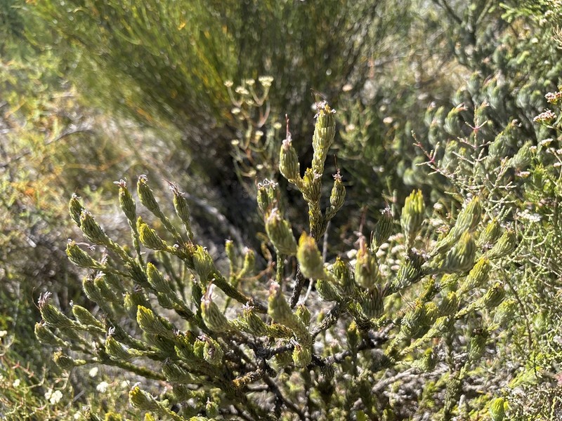 Adenanthos terminalis photo 7