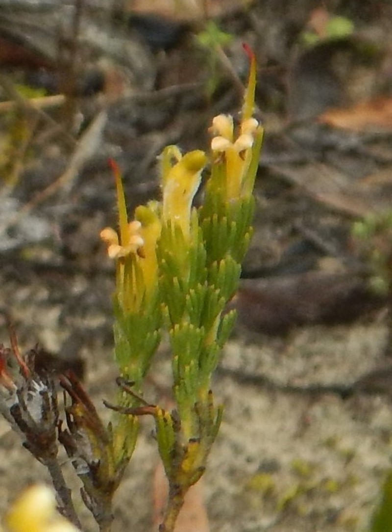 Adenanthos terminalis photo 8
