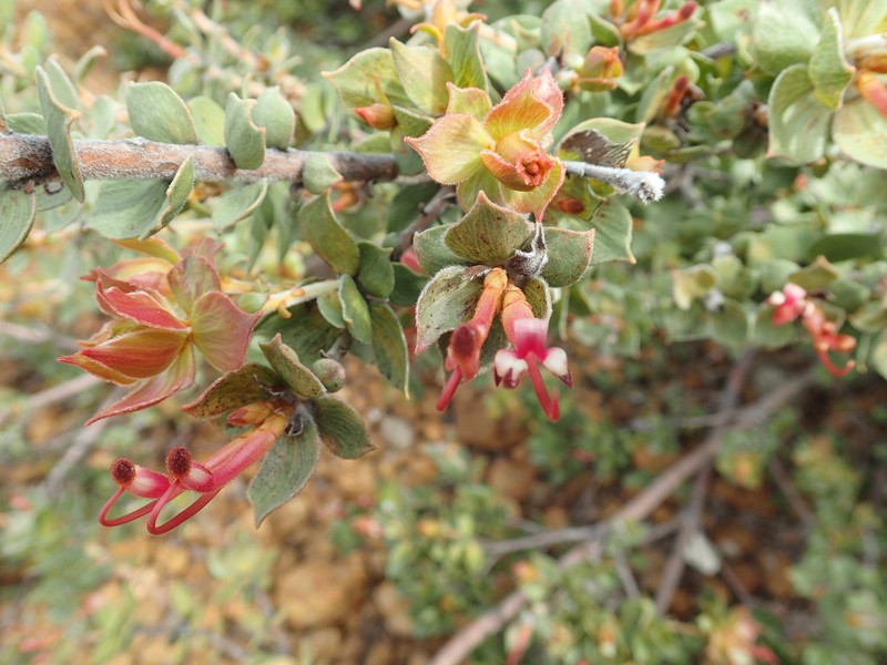 Adenanthos venosus