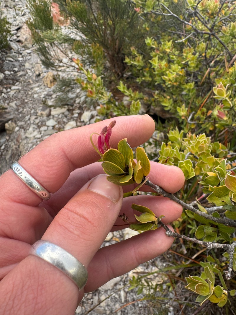 Adenanthos venosus photo 2