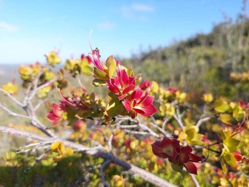 Adenanthos venosus photo 3