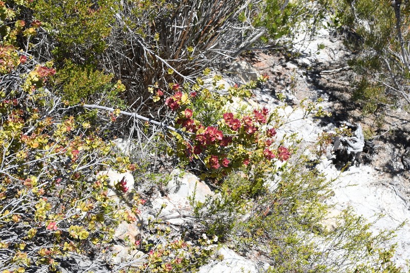 Adenanthos venosus photo 5