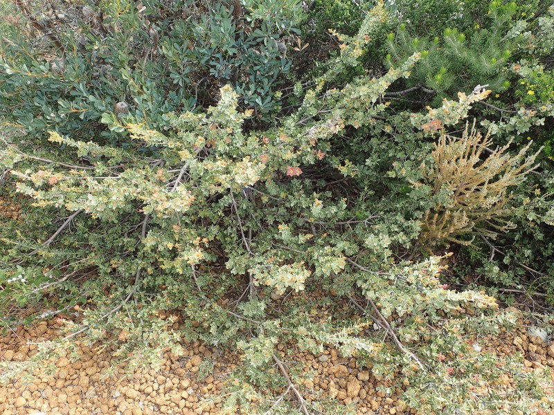 Adenanthos venosus photo 6