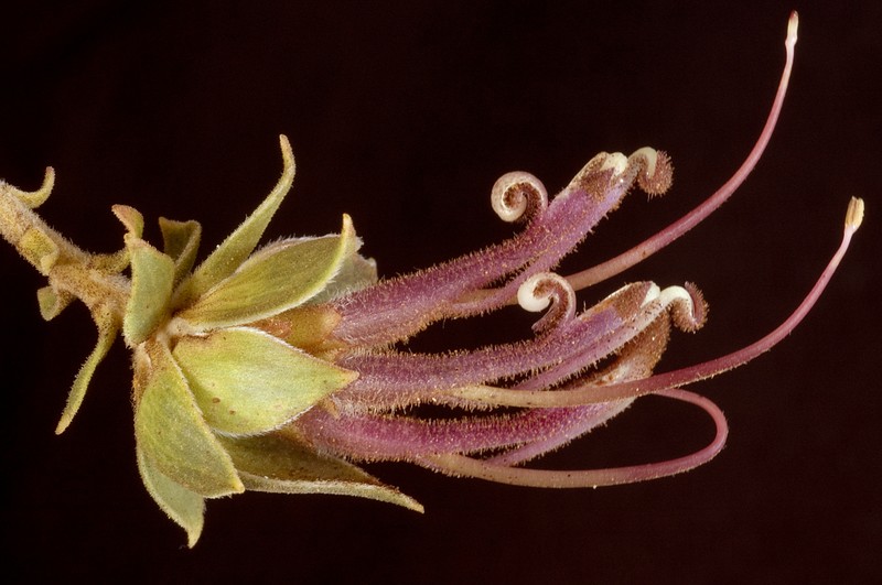 Adenanthos venosus photo 7