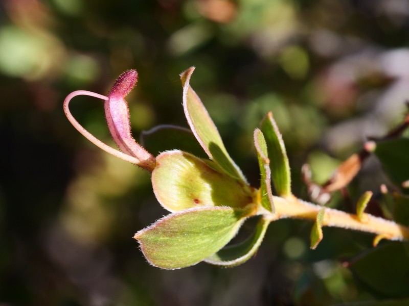 Adenanthos venosus photo 8