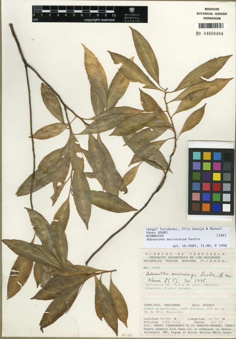 Adenarake macrocarpa