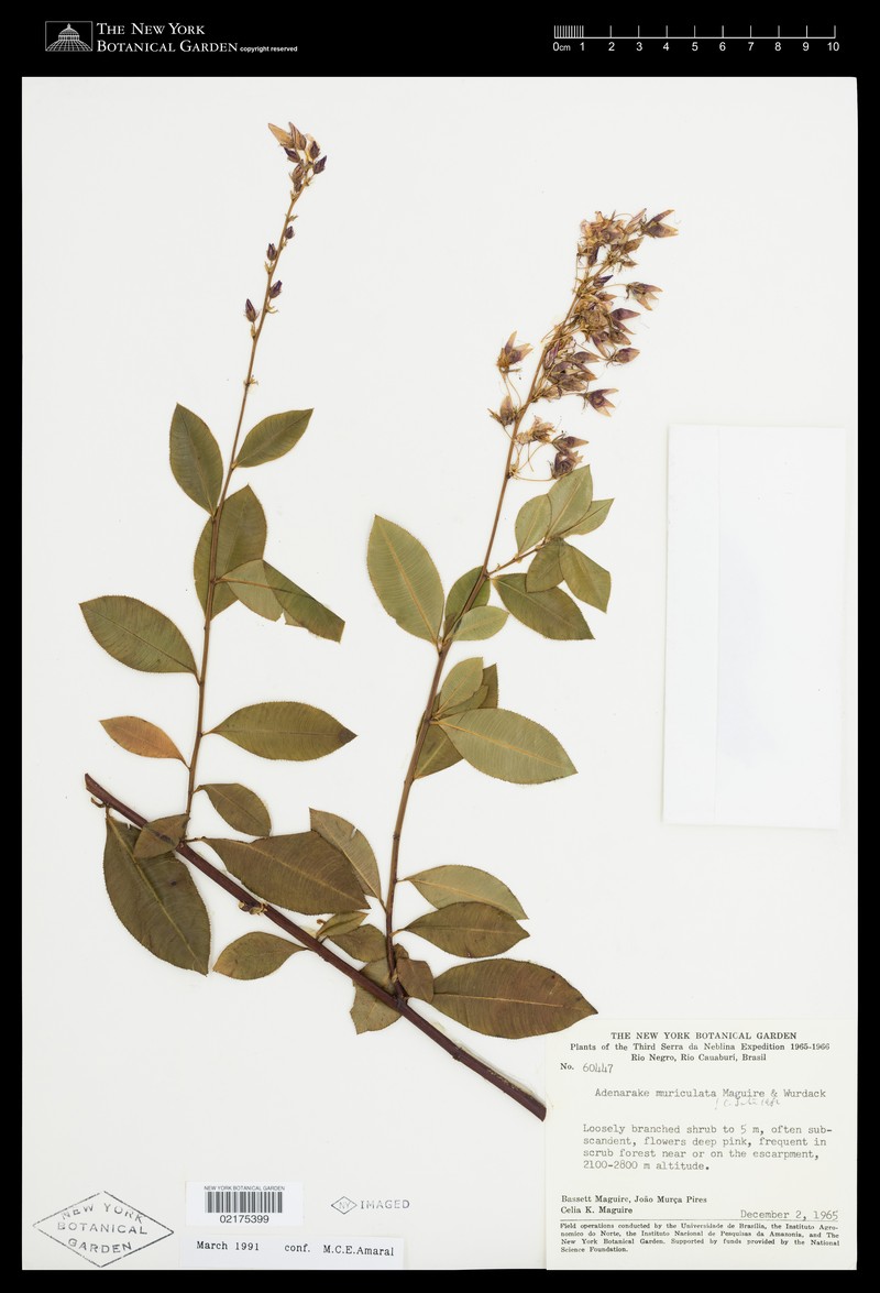 Adenarake muriculata