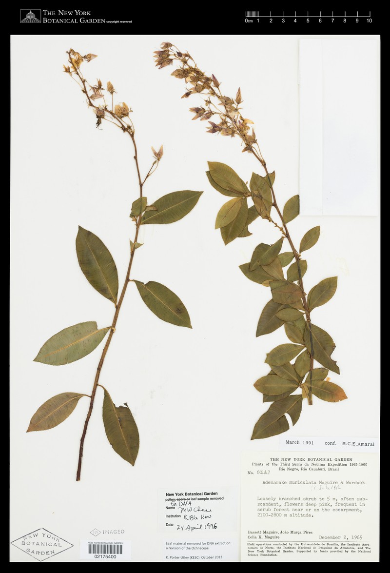 Adenarake muriculata photo 2