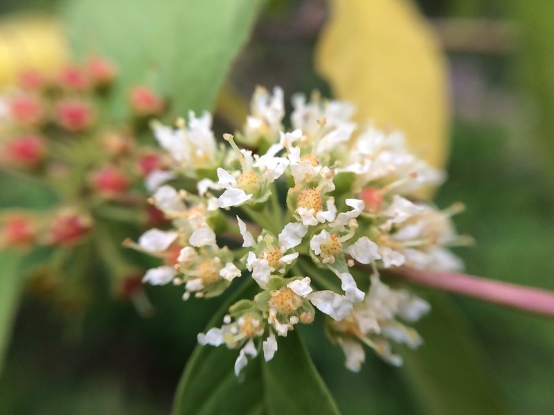 Adenaria floribunda photo 2