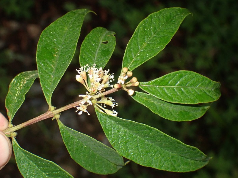 Adenaria floribunda photo 3