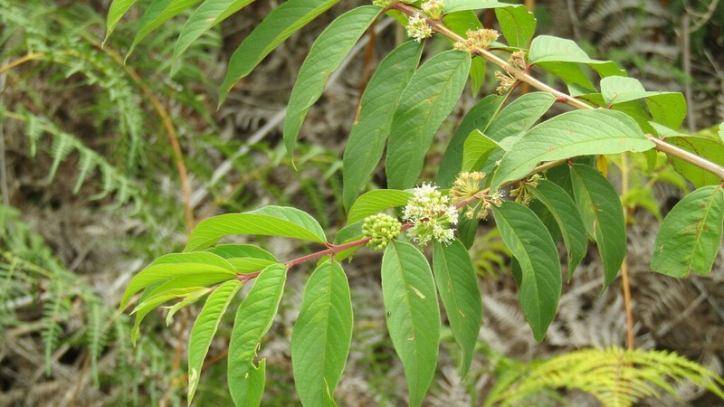 Adenaria floribunda photo 4