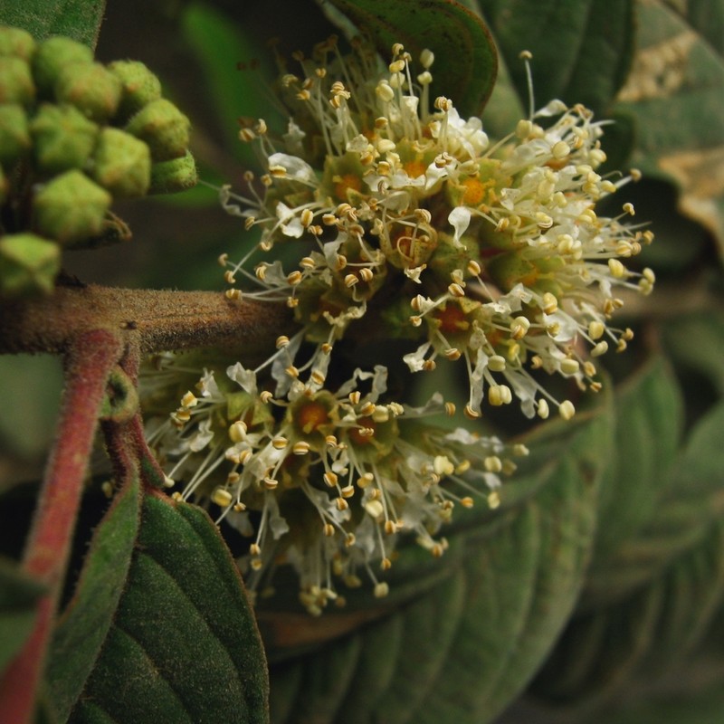 Adenaria floribunda photo 5