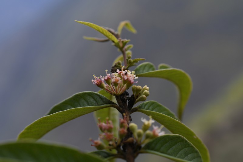Adenaria floribunda photo 6